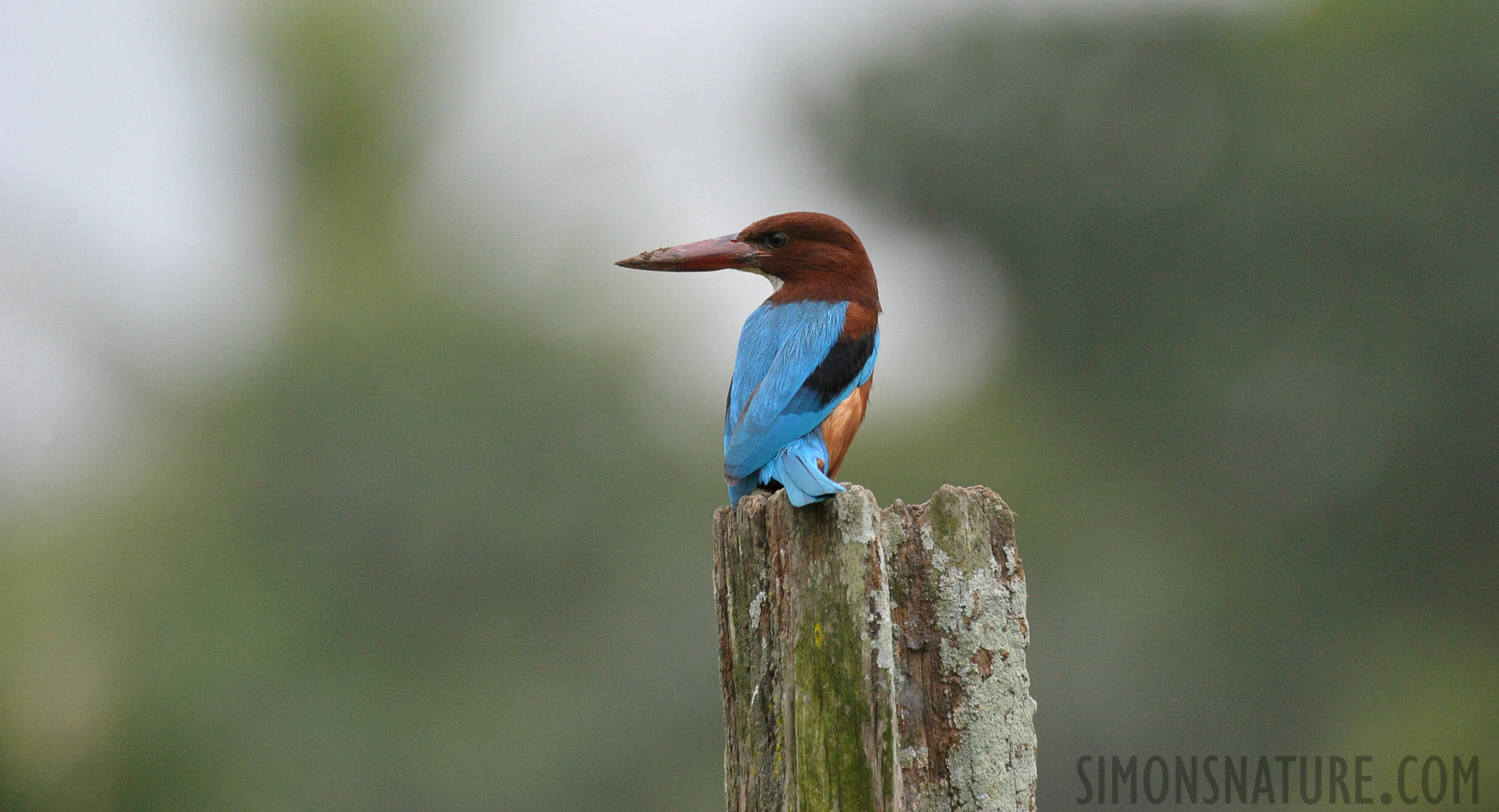 Halcyon smyrnensis fusca [550 mm, 1/1600 sec at f / 8.0, ISO 2500]